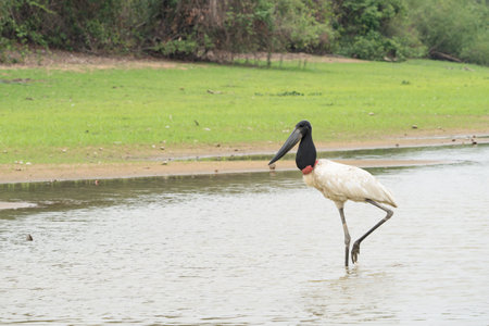 Jabiru stork wading in shallow water in the Pantanal Brazil.の写真素材