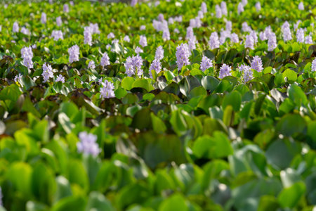 Luxuriant green foliage with lilac coloured flowers of densely growing water hyacinth on river in...