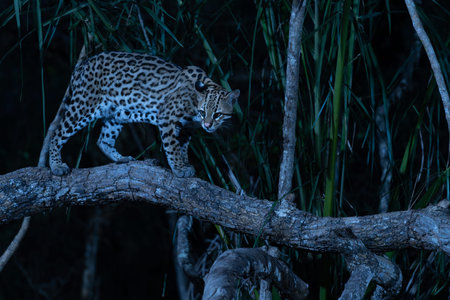 Ocelot in forest of the Pantanal Brazil warily walking along branch above ground.