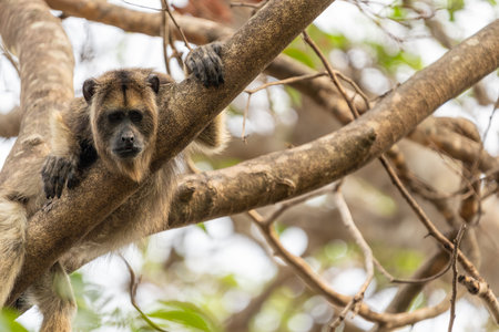 Black and gold howler monkey above in tree looking down in pantanal Brazil.の写真素材