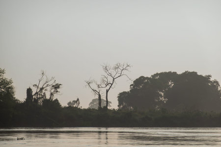 River landscape in morning light though haze with back lit trees and forest across river foreground in Pantanal Brazil.の写真素材