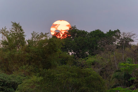 Glow of setting sun declining behind forest trees.の写真素材