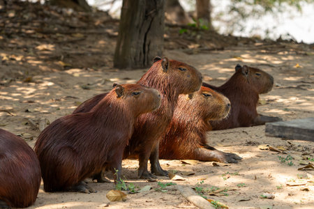 Group of capybara sitting together in shade of trees at Porto Jofre Pantanal Brazil.の写真素材