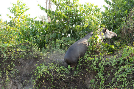 South American tapir scrambling up river bank in Pantanal Brazil.