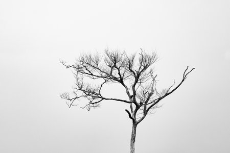 Bare tree against white sky.の写真素材