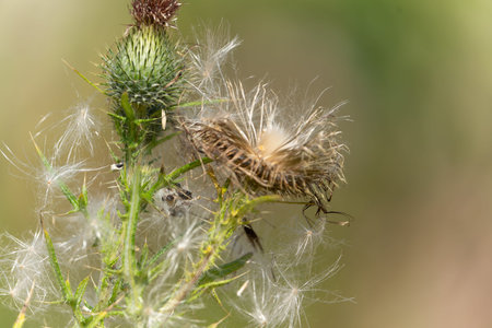 Thistle seed-head drying and starting to disperse seeds.