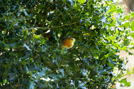 English robin hiding in green holly bush in rural Wales.