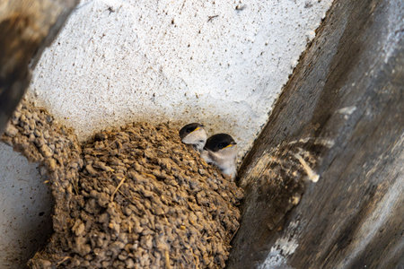 Swallow chicks lifting their heads above edge of mud and grass nest under eave of building.の写真素材