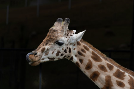 Giraffes portrait closeup upper neck and head with tongue hooked over upper lip and head isolated on black background.の写真素材