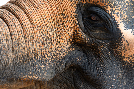 Asian elephant closeup in Sri Lanka.の写真素材