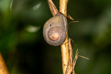 Snail on upright stem on tree in Kandy Sri Lanka.