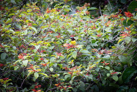 Small bird purple rumped sun-bird in breeding plumage perched among green foliage and red flowers.の写真素材