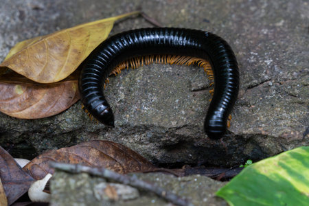 Giant millipede with black rounded back and orange legs curled in semi-circle in Kandy Sri Lanka.