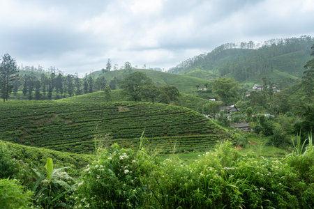 Sri Lanka famous tea plantations covering rolling hills in highlands of the country while traveling by train through the hills.の写真素材