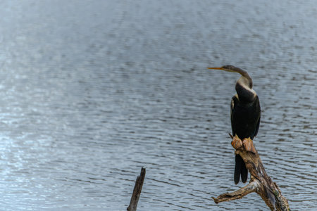 Oriental Darter or Anhinga melanogaster perched over water on dead tree branch in Yala National Park...