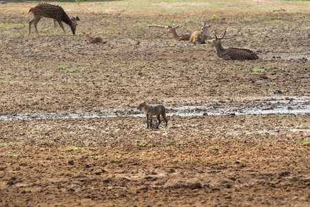 Sri Lankan jackal or Canis aureus naria wandering on swampy land wit deer in background in Yala National Park Sri Lanka.の写真素材