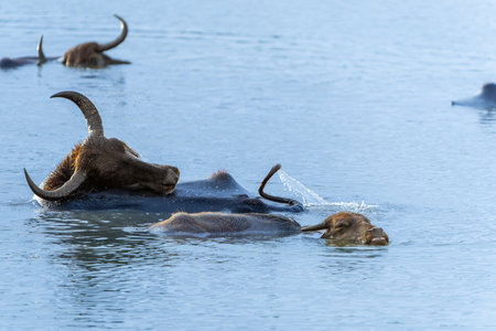Wildlife in Yala National Park water buffalo wallowing in pond back-lit by evening sun sri Lanka.の写真素材