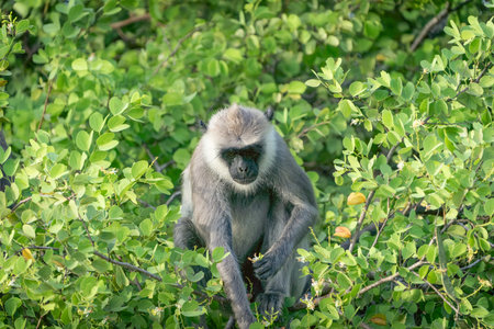 Wildlife in Yala National Park  National Park, purple-faced langur or Semnopithecus vetulus in tree...