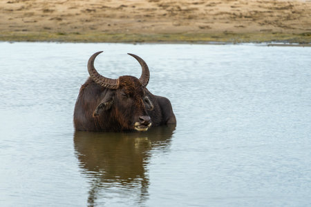 Asian water buffalo or Bubalus bubalis cooling off standing in pond in Yala National Park Sri Lanka.の写真素材