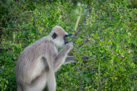 Wildlife in Yala National Park, purple-faced langur or Semnopithecus vetulus in tree portrait...