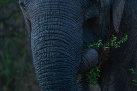 Closeup Sri Lankan elephant trunk showing texture and heavy-duty skin with green leaves of a branch...