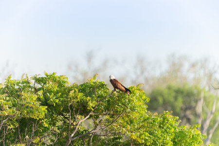 Brahminy kite or Haliastur indus in flight near pond looking for prey in Yala National Park Sri...