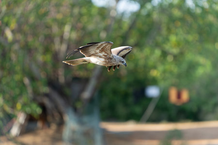Brahminy kite or Haliastur indus gliding past green background looking for preyin Yala National Park Sri Lanka.の写真素材