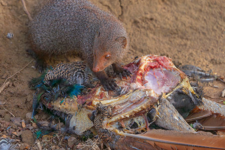 Ruddy mongoose or Urva smithii eating a dead bird by side of road in Yala National Park Sri Lanka.の写真素材