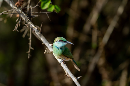 Merops orientalis perched on branch looking left in tree in Yala National Park Sri Lanka.の写真素材