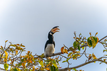 Malabar pied hornbill or Anthracoceros coronatus persched in top of tree against blue sky in Yala National Park Sri Lanka.の写真素材