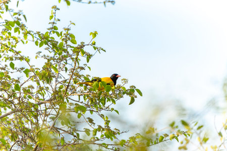 Bright black and yellow black-hooded oriole or Oriolus xanthornus high among green foliage of tree...