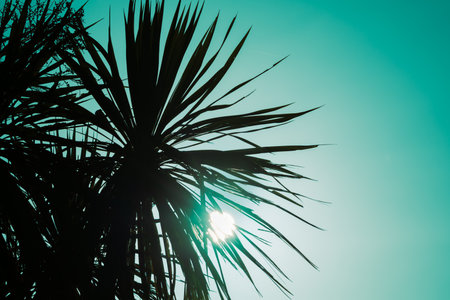 New Zealand cabbage tree in silhouette back-lit by morning sunの写真素材