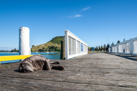 Dog asleep on  pier of Salisbury Wharf at one end of Pilot Bay Mount Maunganuiの写真素材