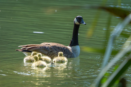 Canada goose adult bird with chicks in water.