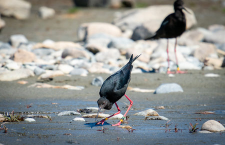 Black stilt with long red legs and a long fine pointed black bill searching for food in river in...