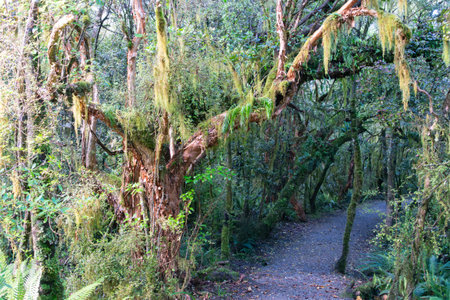 New Zealand rain forest dense and dark on forest floor with epiphytic ferns and mosses hang damp...