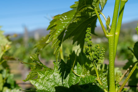 Closeup of newly formed bunches of small grapes on vines surrounded by green leaves