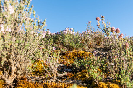 Small plants, wild thyme and wildflowers covering the ground in area of Bannockburn sluicing,...