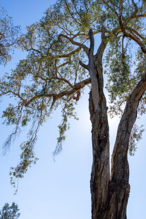 Tall tree towering above back-lit by sun in Kimberley Western Australia.