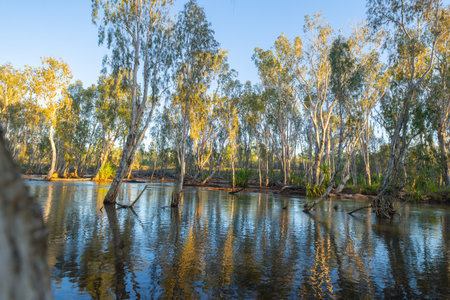 Western Australia bush and riverside trees reflected in river with sun breaking through illuminating in bright yellow pandanus leaves hanging over Drysdale River waterの写真素材