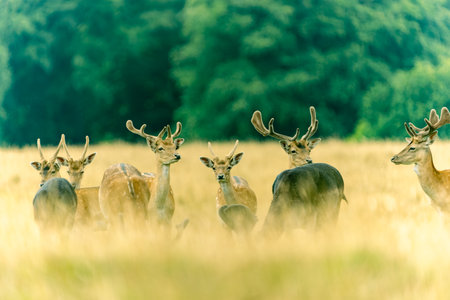 Small herd fallow deer in English countryside.の写真素材