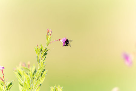 Bee on a flower in a summer meadow, macro photo with shallow depth of field