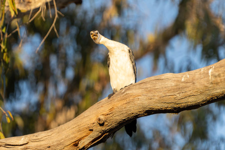 Pied cormorant or Phalacrocorax varius on high branch in tree looking around in an unusual pose near Drysdale River in The Kimberleys Western Australia.の写真素材