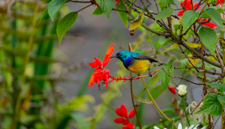 Variable Sunbird Cinnyris venustus in bright red bushes in Rwanda.
