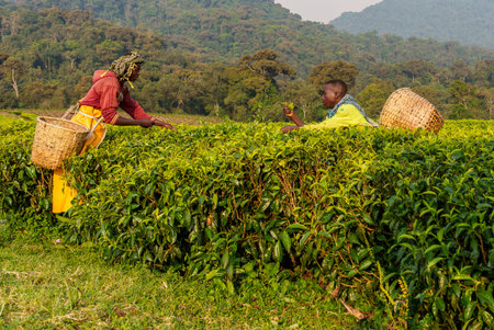 Nyungwe Rwanda September 5 2025; Men picking tea in mountain plantations in Nyungwe National Park...