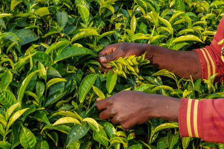 Nyungwe Rwanda September 5 2025; picking tea in mountain plantations in Nyungwe National Park...