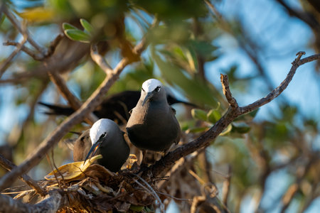 White capped noddy or Anous minutus nesting in treeLady Elliot Island Great barrier Reef in Australia.の写真素材