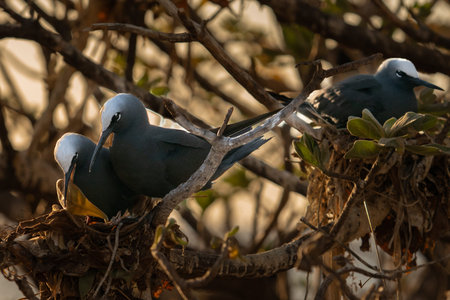 White capped noddy or Anous minutus nesting in treeLady Elliot Island Great barrier Reef in...