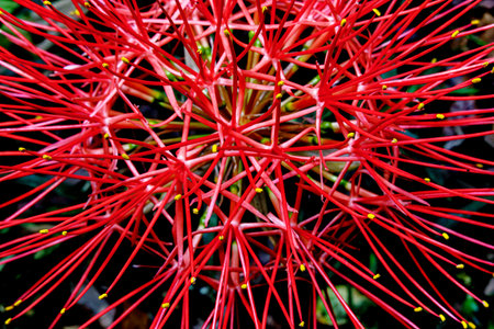 Bright and geometric pattern of stamen of Blood Lily or Scadoxus multiflorus bright red bloom in...