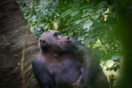 Wild chimpanzee in Nyungwe National Park in Rwanda starts to let out its loud pant-hoot call which can be heard for kilometers through the forest.の写真素材